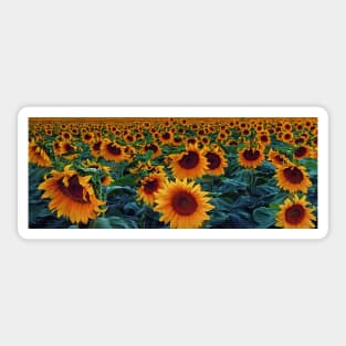 Infinite Sunflowers Sticker